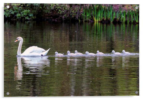 Graceful Swan and Her Adorable Cygnets Acrylic by Trevor Camp