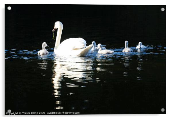 Swan and Cygnets Acrylic by Trevor Camp