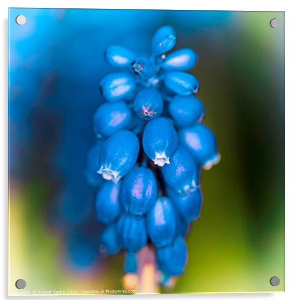 Grape Hyacinth - 01 Acrylic by Trevor Camp