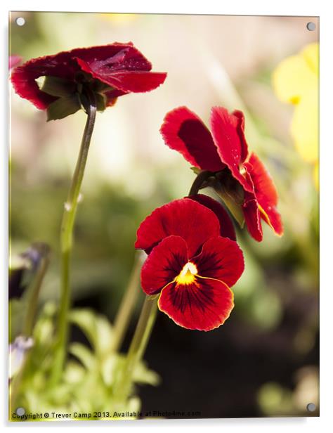 Crimson Violas Acrylic by Trevor Camp