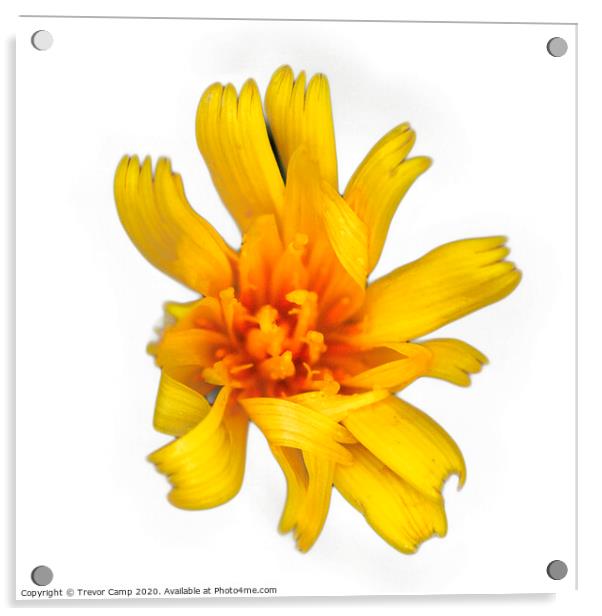Yellow wild Coreopsis - 02 Acrylic by Trevor Camp