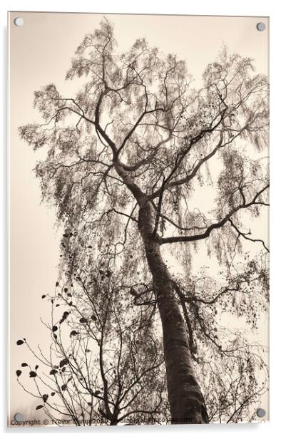 The Tree Acrylic by Trevor Camp