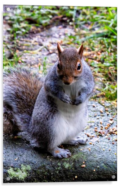 Grey Squirrel - 01 Acrylic by Trevor Camp