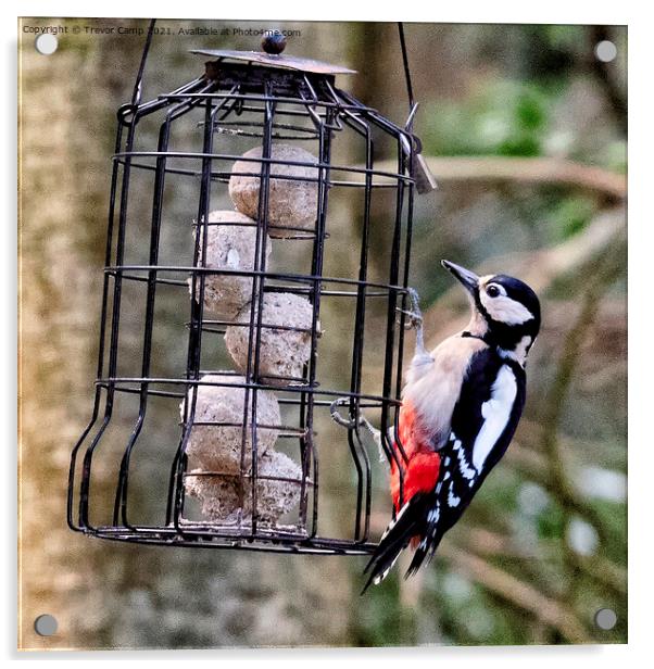 Great Spotted Woodpecker - 01 Acrylic by Trevor Camp