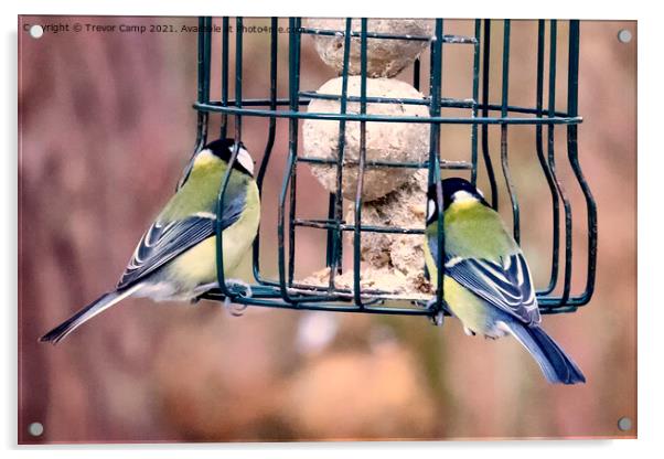 Great Tits feeding Acrylic by Trevor Camp