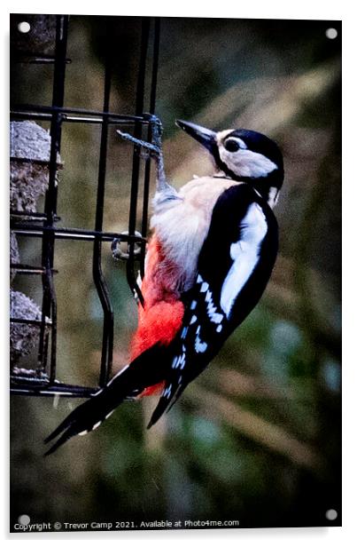 Great Spotted Woodpecker - 02 Acrylic by Trevor Camp