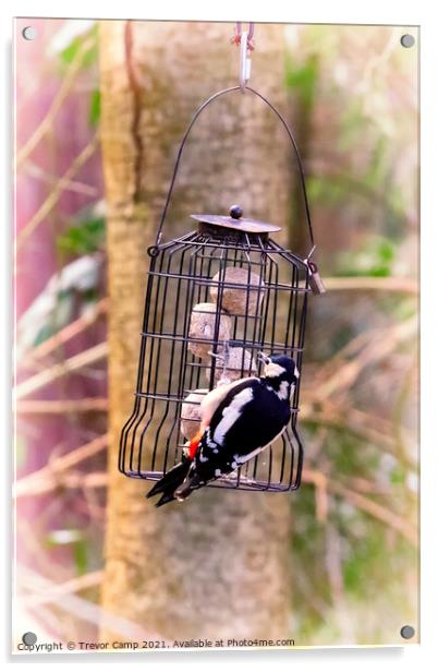 The Peckish Woodpecker Acrylic by Trevor Camp