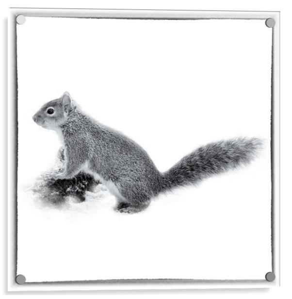 The Grey Squirrel - Toned Acrylic by Trevor Camp