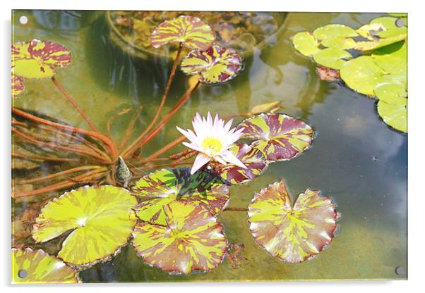 Water Lily Acrylic by Perry flippin