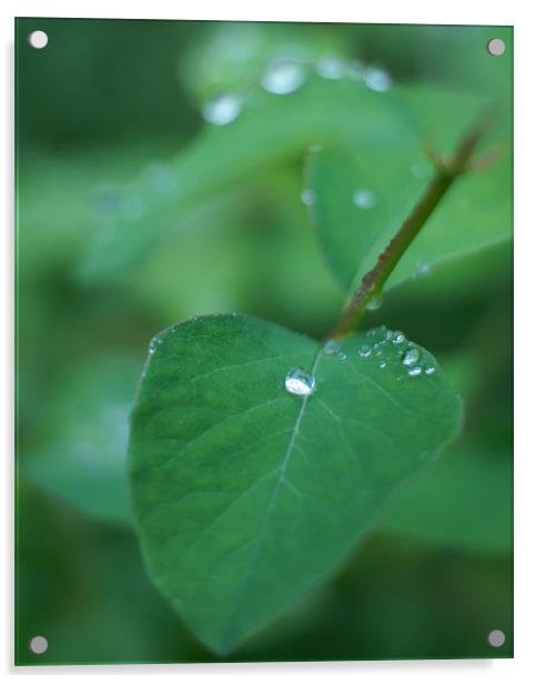 Raindrop on leaf Acrylic by Edward Linton