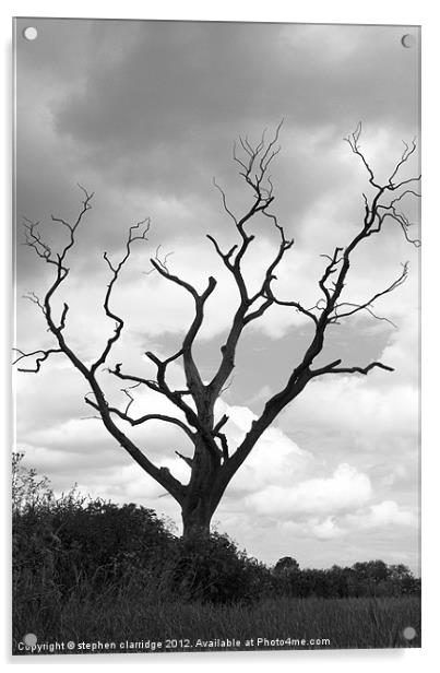 black nad white tree landscape Acrylic by stephen clarridge