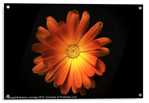 Pot Marigold (Calendula officinalis) Acrylic by stephen clarridge
