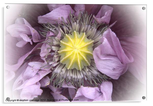 purple poppy close up Acrylic by stephen clarridge