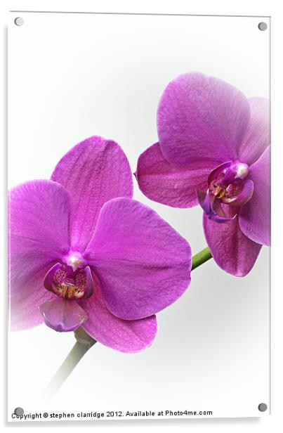 Purple Orchids Acrylic by stephen clarridge