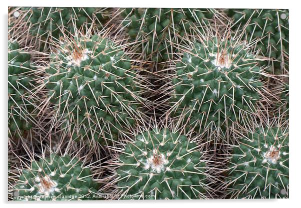 Spiky cactus Acrylic by stephen clarridge