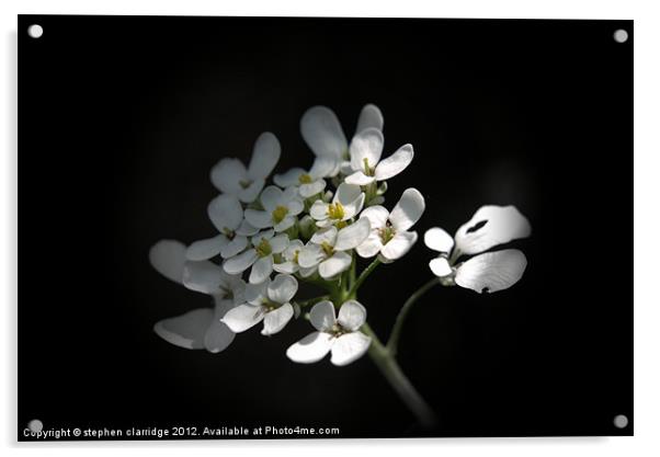 Iberis sempervirens Wild flower Acrylic by stephen clarridge