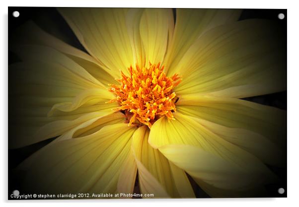 Yellow dahlia Acrylic by stephen clarridge