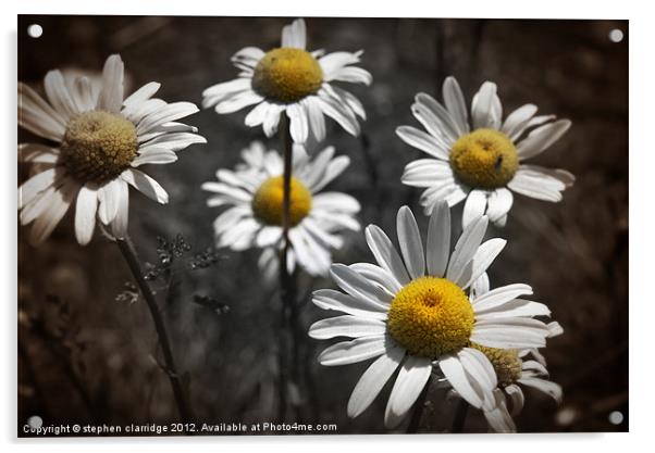 oxeye daisy's Acrylic by stephen clarridge
