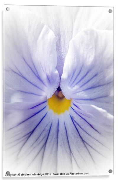 White pansy with blue veins Acrylic by stephen clarridge