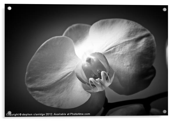 Black and White Orchid Acrylic by stephen clarridge