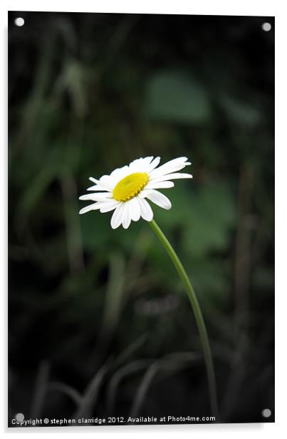 Single oxeye daisy Acrylic by stephen clarridge