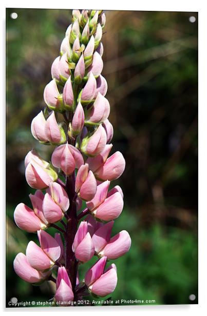 Pink lupin Acrylic by stephen clarridge