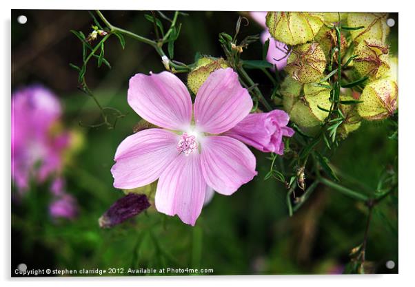 Purple wild flower Malva moschata Acrylic by stephen clarridge