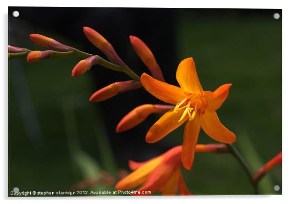 Crocosmia (Jackanapes) flower Acrylic by stephen clarridge