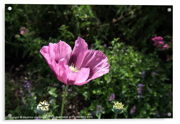 The purple poppy Acrylic by stephen clarridge