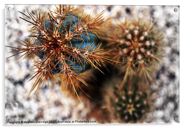 Cactus Abstract Acrylic by stephen clarridge