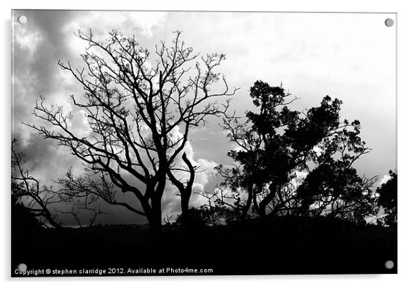 Black and white tree silhouette Acrylic by stephen clarridge