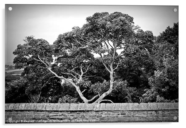 Trees behind the wall Acrylic by stephen clarridge