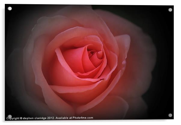 English Red Rose Acrylic by stephen clarridge