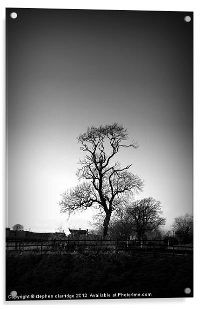 Old tree in monochrome Acrylic by stephen clarridge
