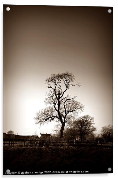Old tree in sepia Acrylic by stephen clarridge