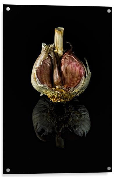 Half Garlic Bulb on Black Acrylic by Steven Clements LNPS