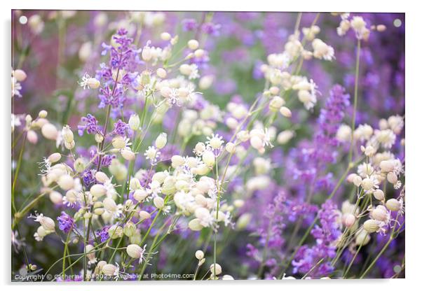 Bladder Campion and Lavender Acrylic by Catherine Joll