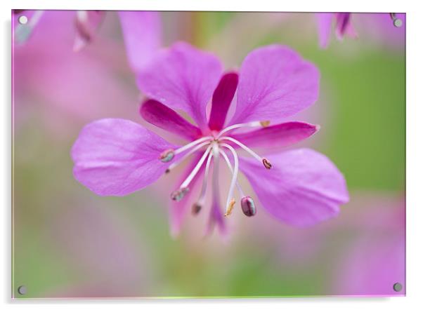  Purple wild flower Acrylic by Catherine Joll
