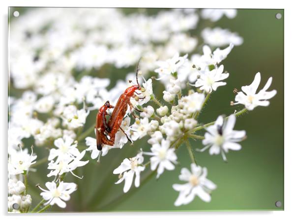 Soldier Beetles Acrylic by Catherine Joll