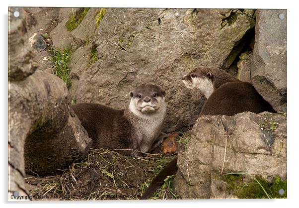 Otters on the rocks Acrylic by Kelly Astley