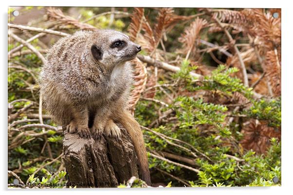 Meerkat on guard Acrylic by Kelly Astley