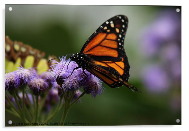 Orange and black butterfly Acrylic by Kelly Astley