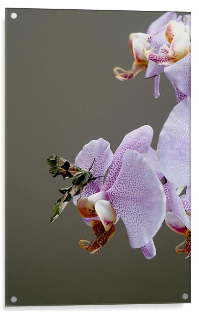 Moth on orchid Acrylic by Kelly Astley