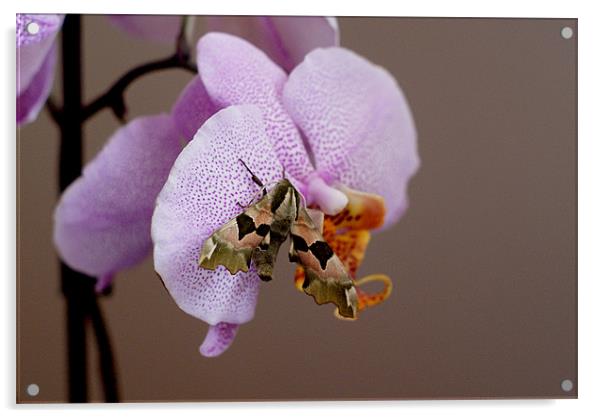 Moth on orchid Acrylic by Kelly Astley