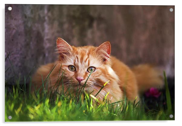 Ginger cat hiding in grass Acrylic by Kelly Astley