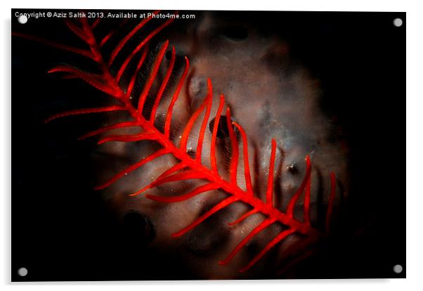 Red Feather Acrylic by Aziz Saltik