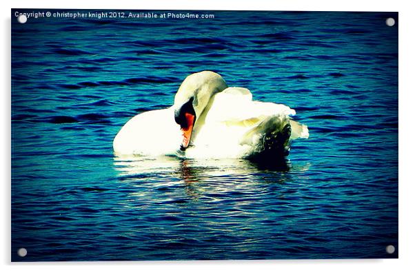 the lonely swan Acrylic by christopher knight