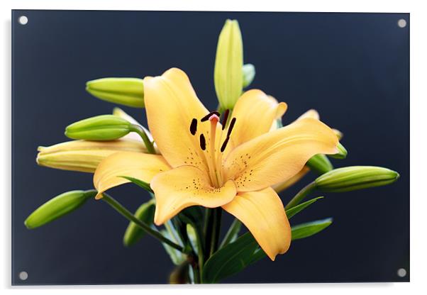 Light Orange Lily Acrylic by paul thomas