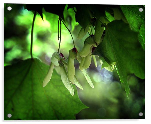 Sycamore seeds in afternoon light Acrylic by David Worthington