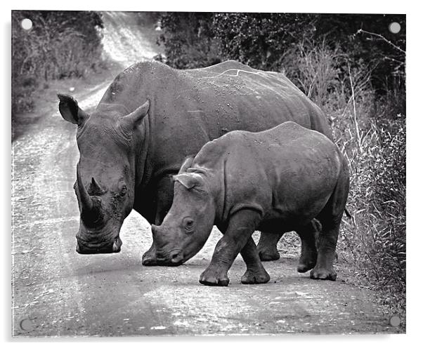 African White Rhinos Acrylic by David Worthington